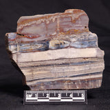 STROMATOLITE, Jerrinah Formation, Proterozoic, Australia ZJF054