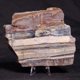 STROMATOLITE, Jerrinah Formation, Proterozoic, Australia ZJF054