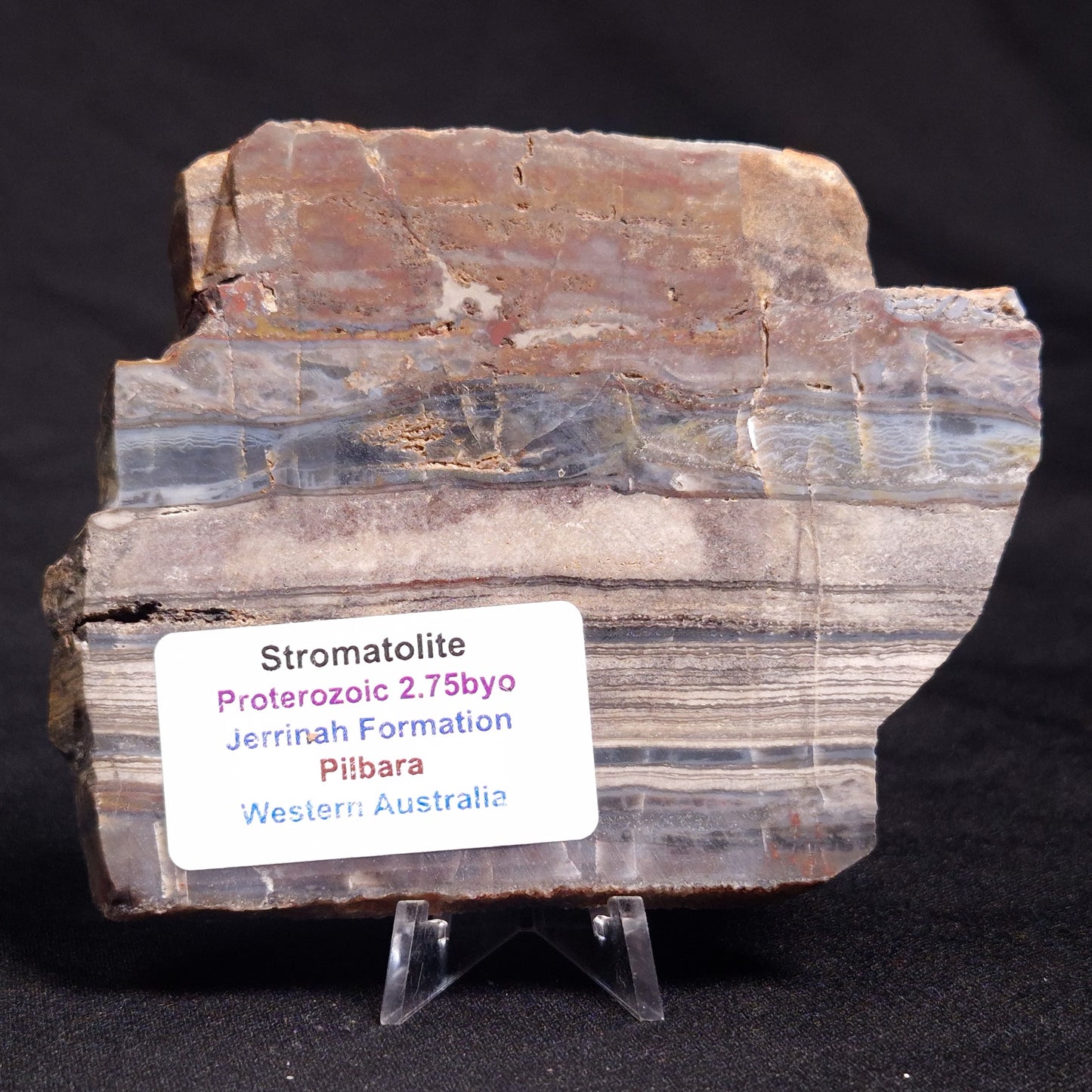 STROMATOLITE, Jerrinah Formation, Proterozoic, Australia ZJF054