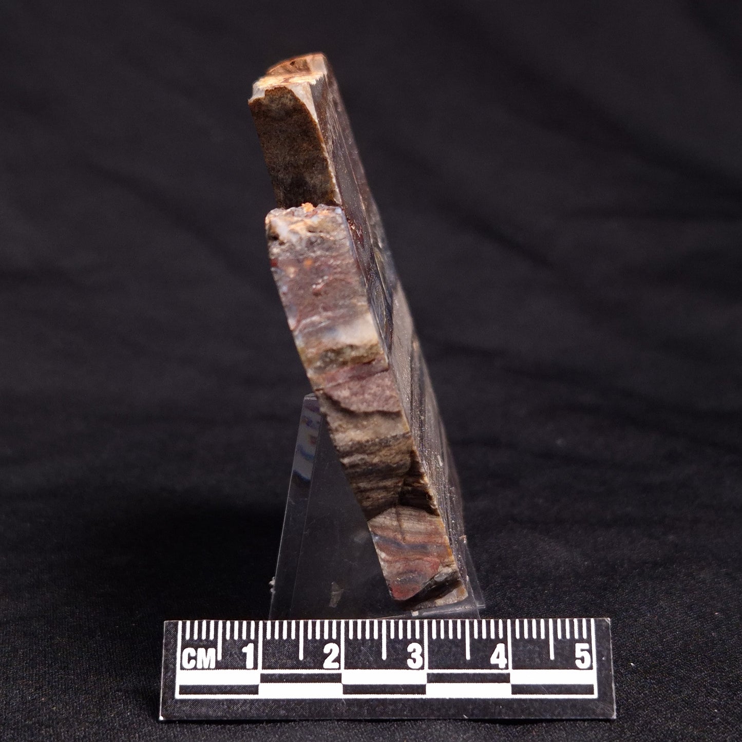 STROMATOLITE, Jerrinah Formation, Proterozoic, Australia ZJF054