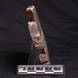 STROMATOLITE, Jerrinah Formation, Proterozoic, Australia ZJF054