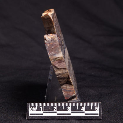 STROMATOLITE, Jerrinah Formation, Proterozoic, Australia ZJF054