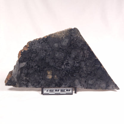 ALCHERINGA NARRINA STROMATOLITE, Late Archean, Australia ZAN008