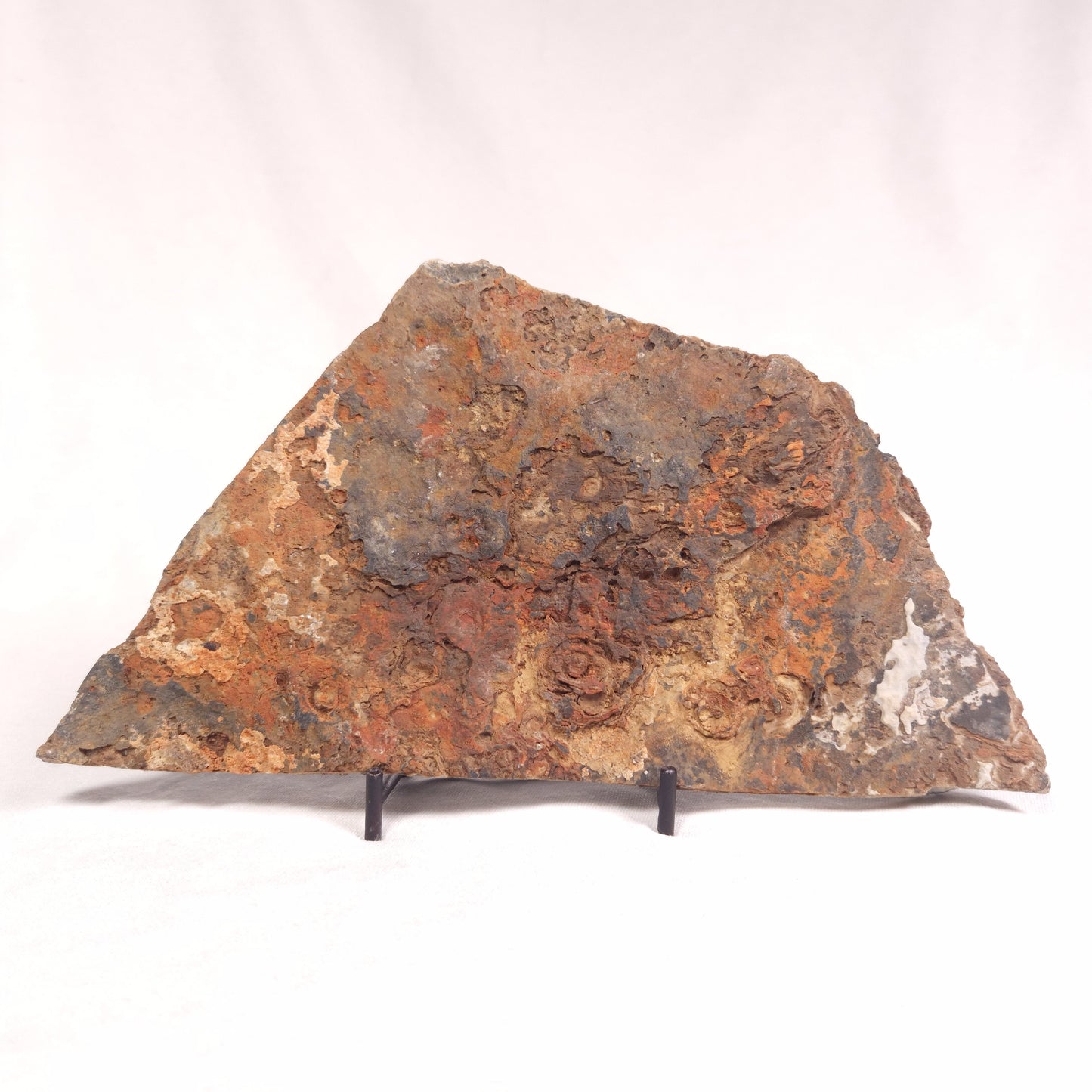 ALCHERINGA NARRINA STROMATOLITE, Late Archean, Australia ZAN008