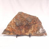 ALCHERINGA NARRINA STROMATOLITE, Late Archean, Australia ZAN008