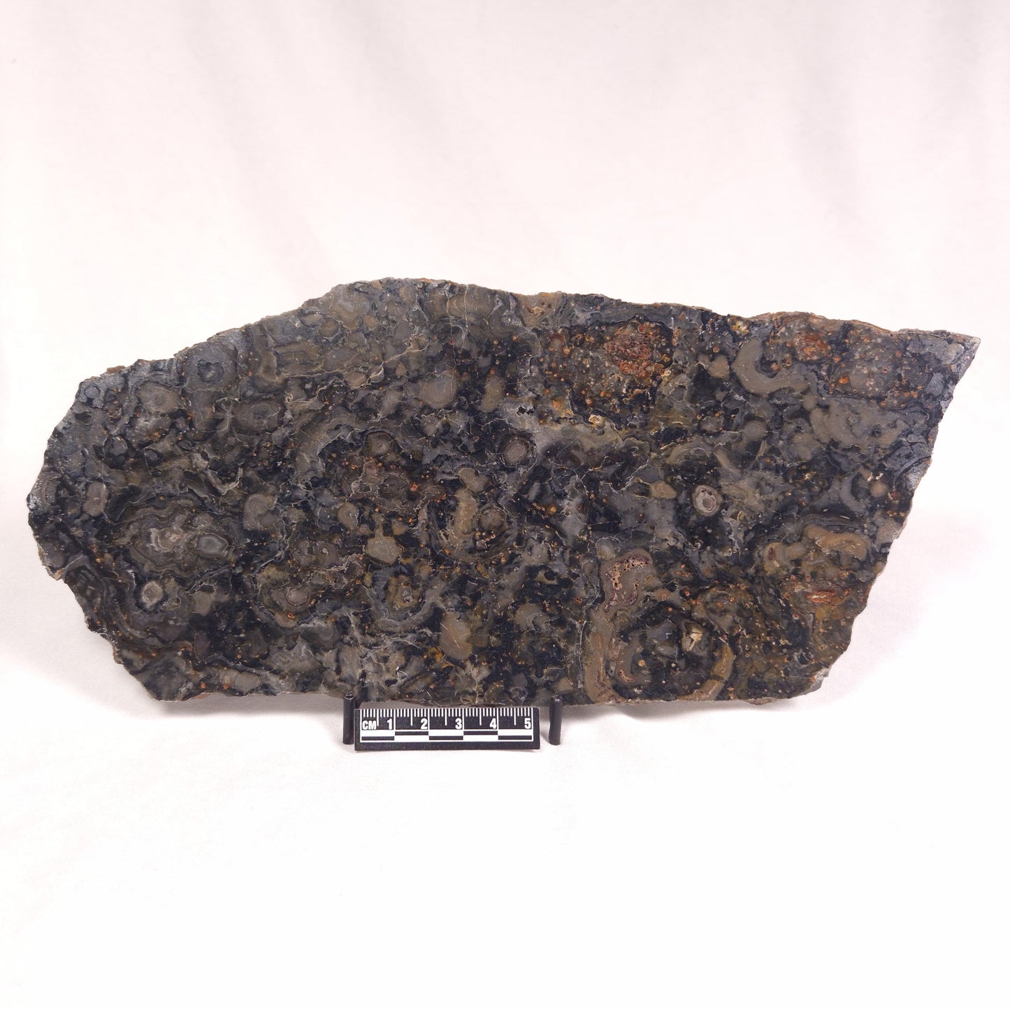 ALCHERINGA NARRINA STROMATOLITE, Late Archean, Australia ZAN009