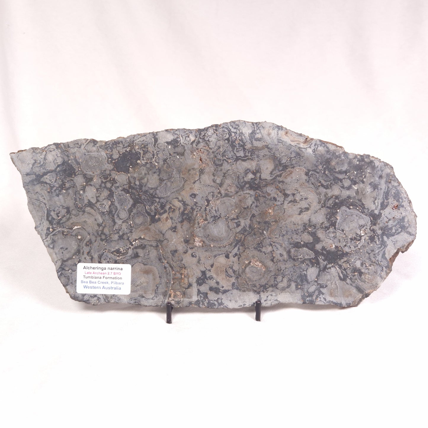 ALCHERINGA NARRINA STROMATOLITE, Late Archean, Australia ZAN009