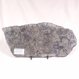 ALCHERINGA NARRINA STROMATOLITE, Late Archean, Australia ZAN009