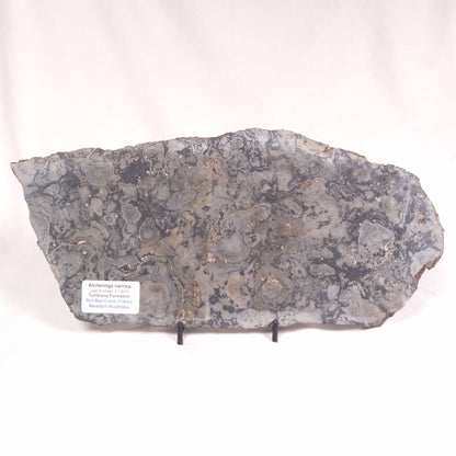 ALCHERINGA NARRINA STROMATOLITE, Late Archean, Australia ZAN009