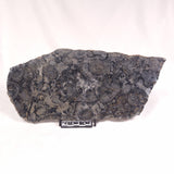 ALCHERINGA NARRINA STROMATOLITE, Late Archean, Australia ZAN010
