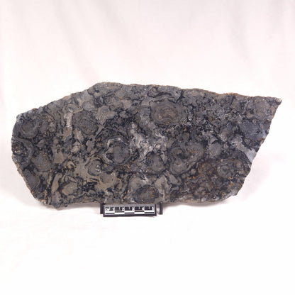 ALCHERINGA NARRINA STROMATOLITE, Late Archean, Australia ZAN010
