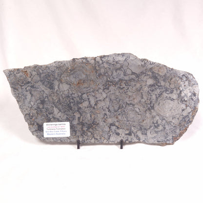 ALCHERINGA NARRINA STROMATOLITE, Late Archean, Australia ZAN010
