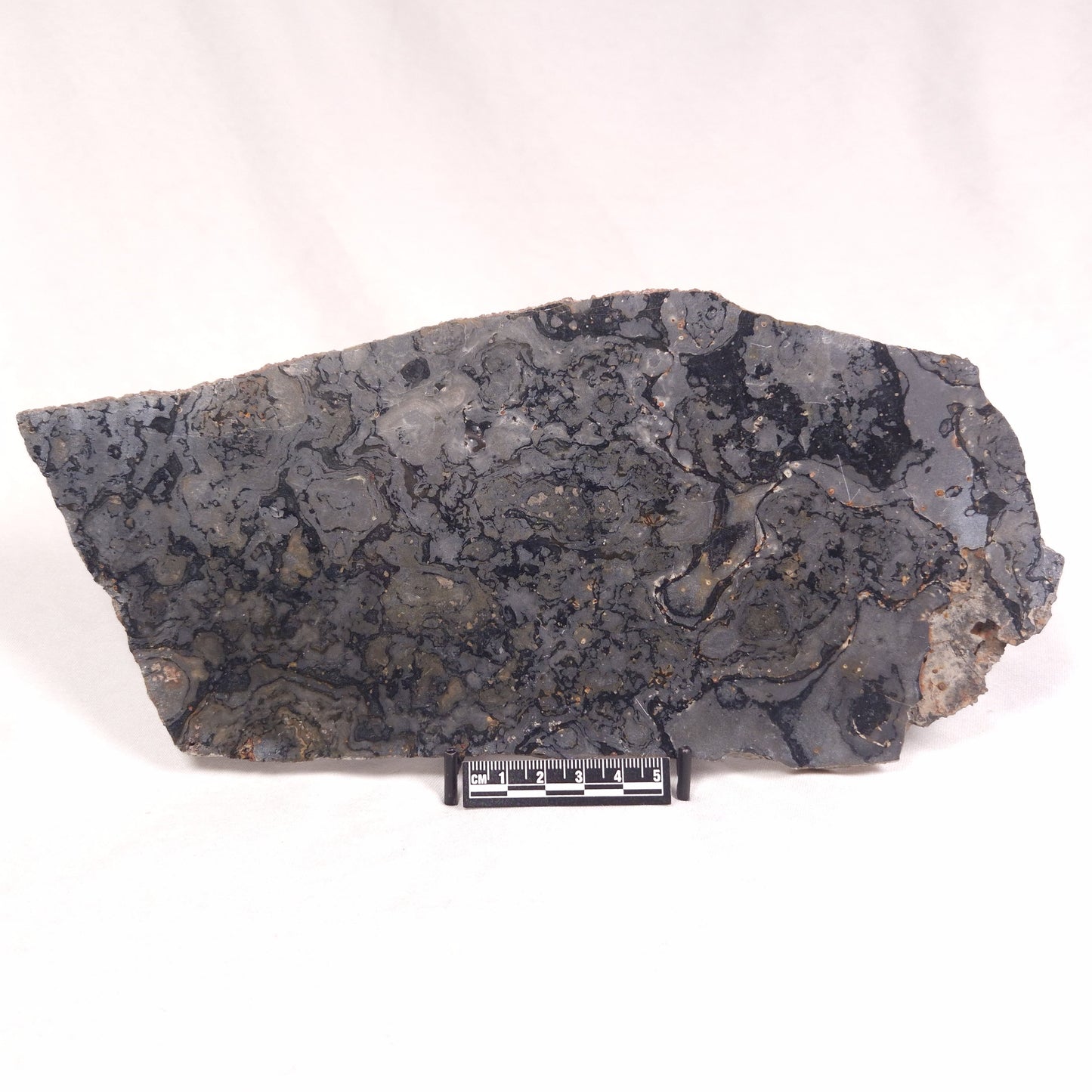 ALCHERINGA NARRINA STROMATOLITE, Late Archean, Australia ZAN011