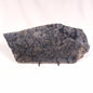ALCHERINGA NARRINA STROMATOLITE, Late Archean, Australia ZAN011