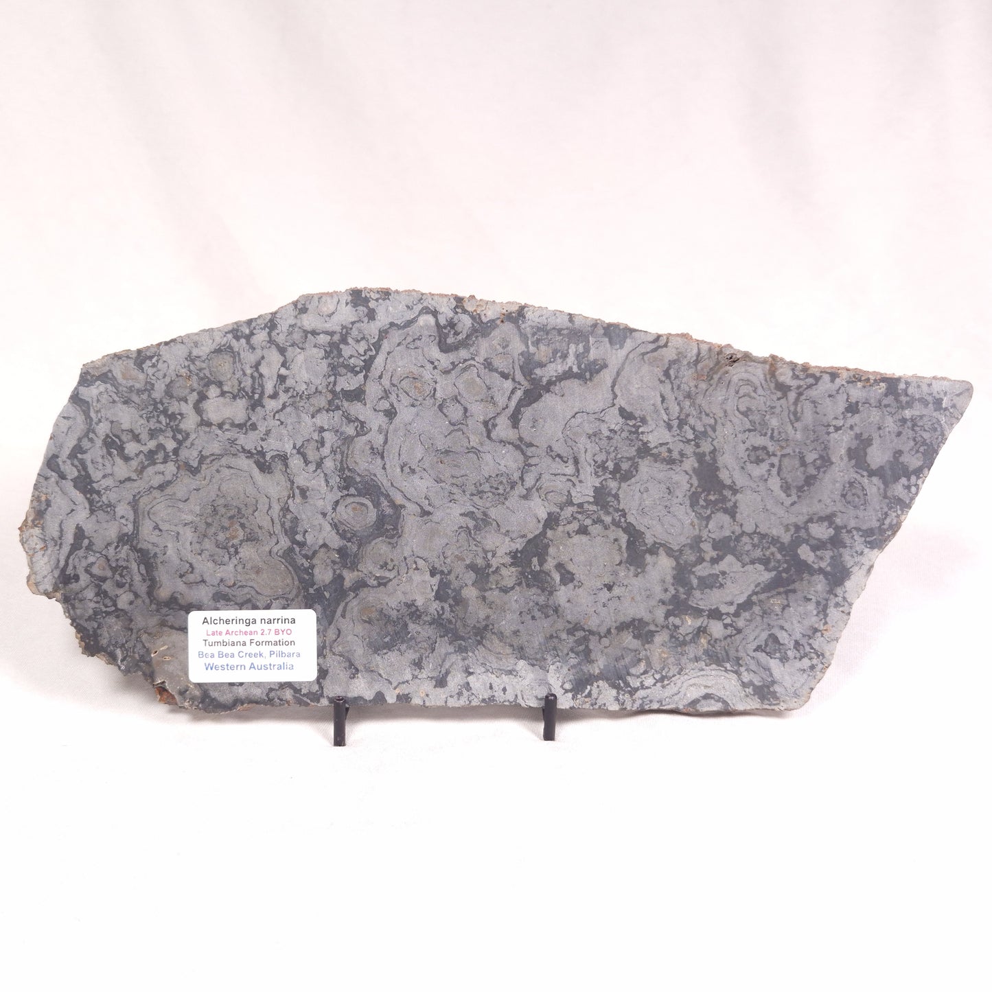 ALCHERINGA NARRINA STROMATOLITE, Late Archean, Australia ZAN011