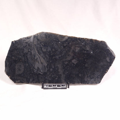 ALCHERINGA NARRINA STROMATOLITE, Late Archean, Australia ZAN012