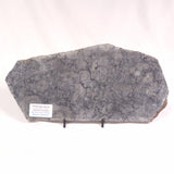 ALCHERINGA NARRINA STROMATOLITE, Late Archean, Australia ZAN012