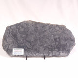 ALCHERINGA NARRINA STROMATOLITE, Late Archean, Australia ZAN013