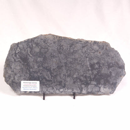 ALCHERINGA NARRINA STROMATOLITE, Late Archean, Australia ZAN013