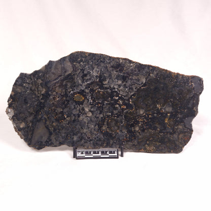 ALCHERINGA NARRINA STROMATOLITE, Late Archean, Australia ZAN014