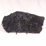 ALCHERINGA NARRINA STROMATOLITE, Late Archean, Australia ZAN014