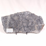 ALCHERINGA NARRINA STROMATOLITE, Late Archean, Australia ZAN014