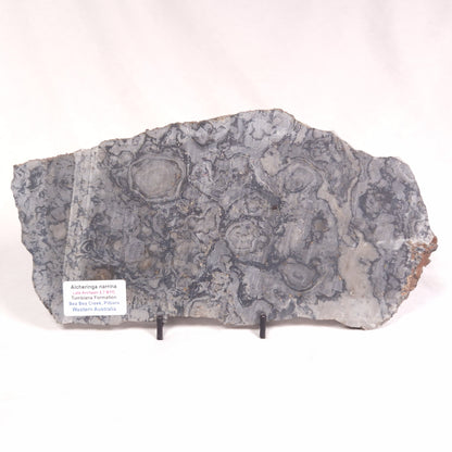 ALCHERINGA NARRINA STROMATOLITE, Late Archean, Australia ZAN014