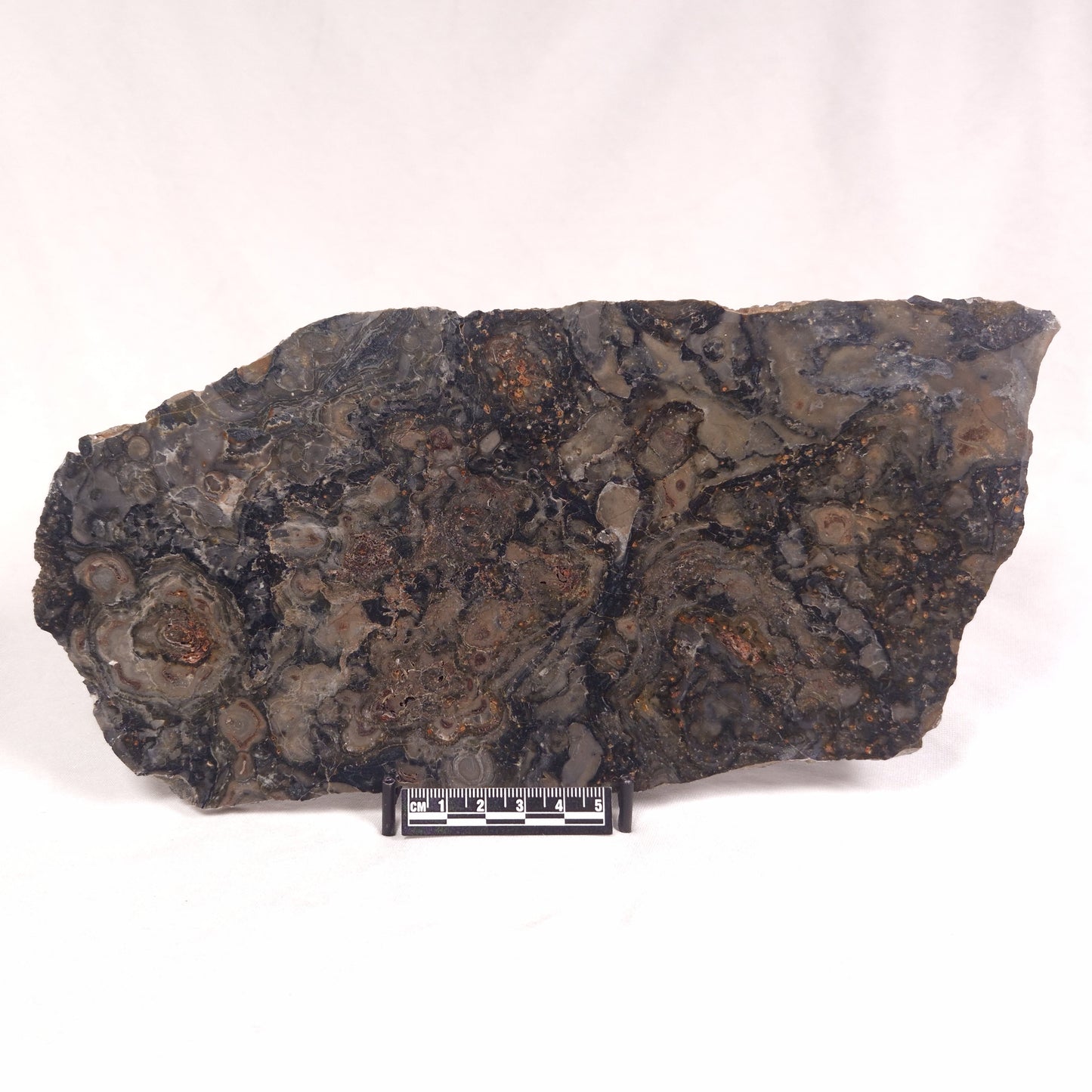 ALCHERINGA NARRINA STROMATOLITE, Late Archean, Australia ZAN015