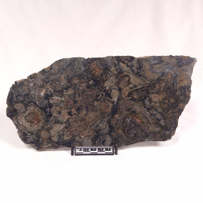 ALCHERINGA NARRINA STROMATOLITE, Late Archean, Australia ZAN015