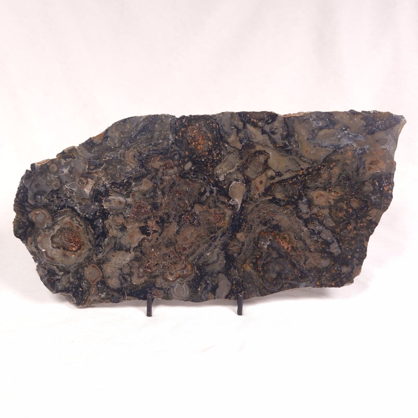 ALCHERINGA NARRINA STROMATOLITE, Late Archean, Australia ZAN015