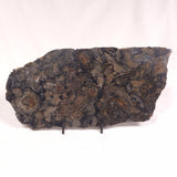 ALCHERINGA NARRINA STROMATOLITE, Late Archean, Australia ZAN015
