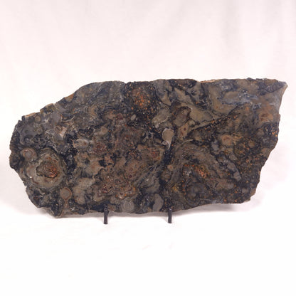 ALCHERINGA NARRINA STROMATOLITE, Late Archean, Australia ZAN015