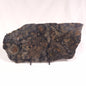 ALCHERINGA NARRINA STROMATOLITE, Late Archean, Australia ZAN015