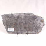 ALCHERINGA NARRINA STROMATOLITE, Late Archean, Australia ZAN015