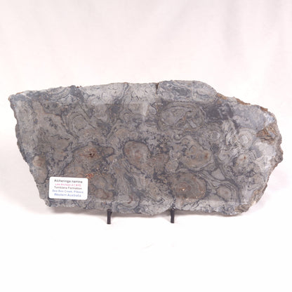 ALCHERINGA NARRINA STROMATOLITE, Late Archean, Australia ZAN015
