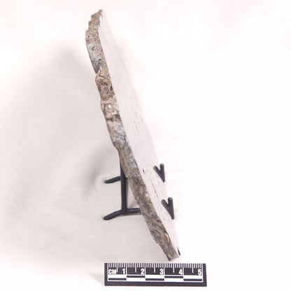 ALCHERINGA NARRINA STROMATOLITE, Late Archean, Australia ZAN015