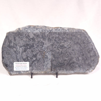 ALCHERINGA NARRINA STROMATOLITE, Late Archean, Australia ZAN016