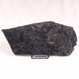 ALCHERINGA NARRINA STROMATOLITE, Late Archean, Australia ZAN017