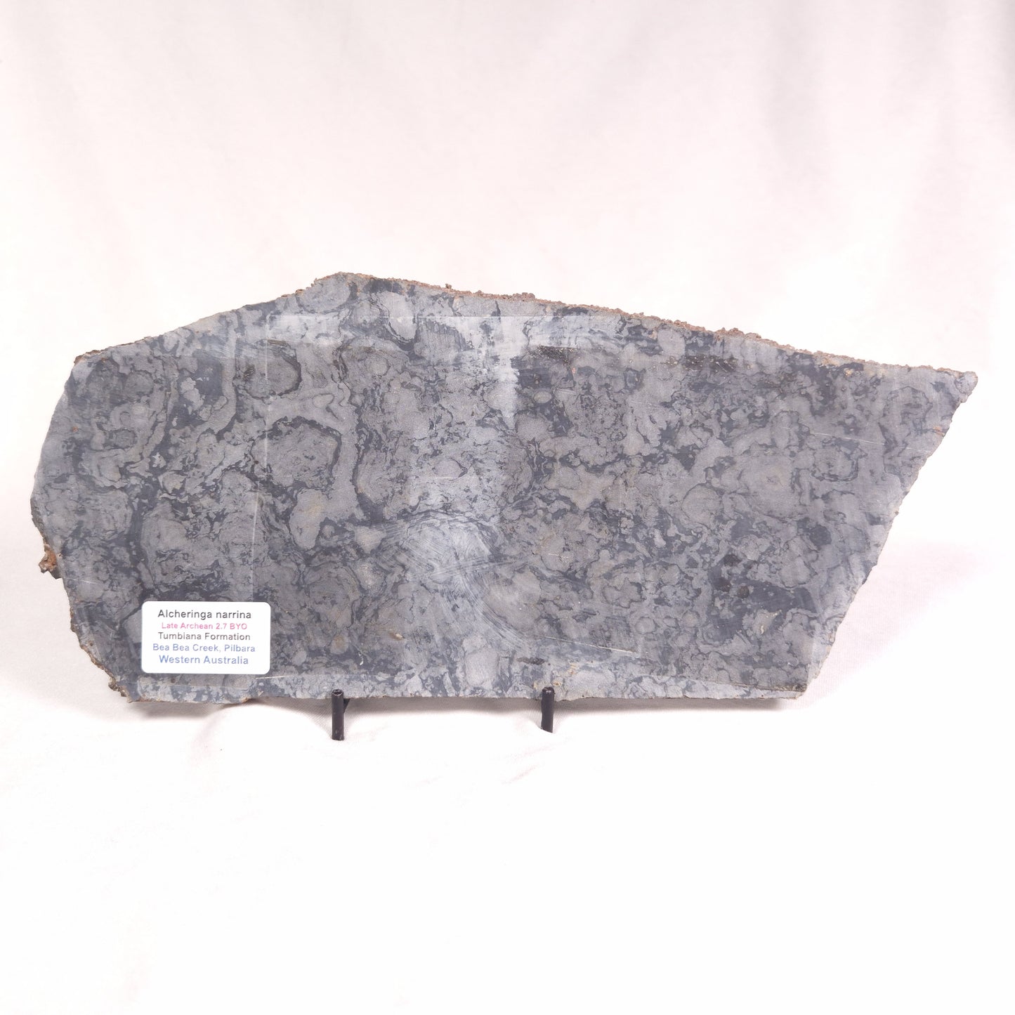 ALCHERINGA NARRINA STROMATOLITE, Late Archean, Australia ZAN017
