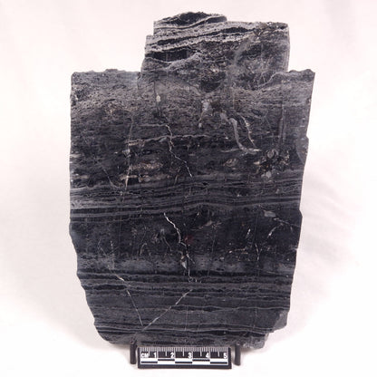 ALCHERINGA NARRINA STROMATOLITE, Late Archean, Australia ZAN018