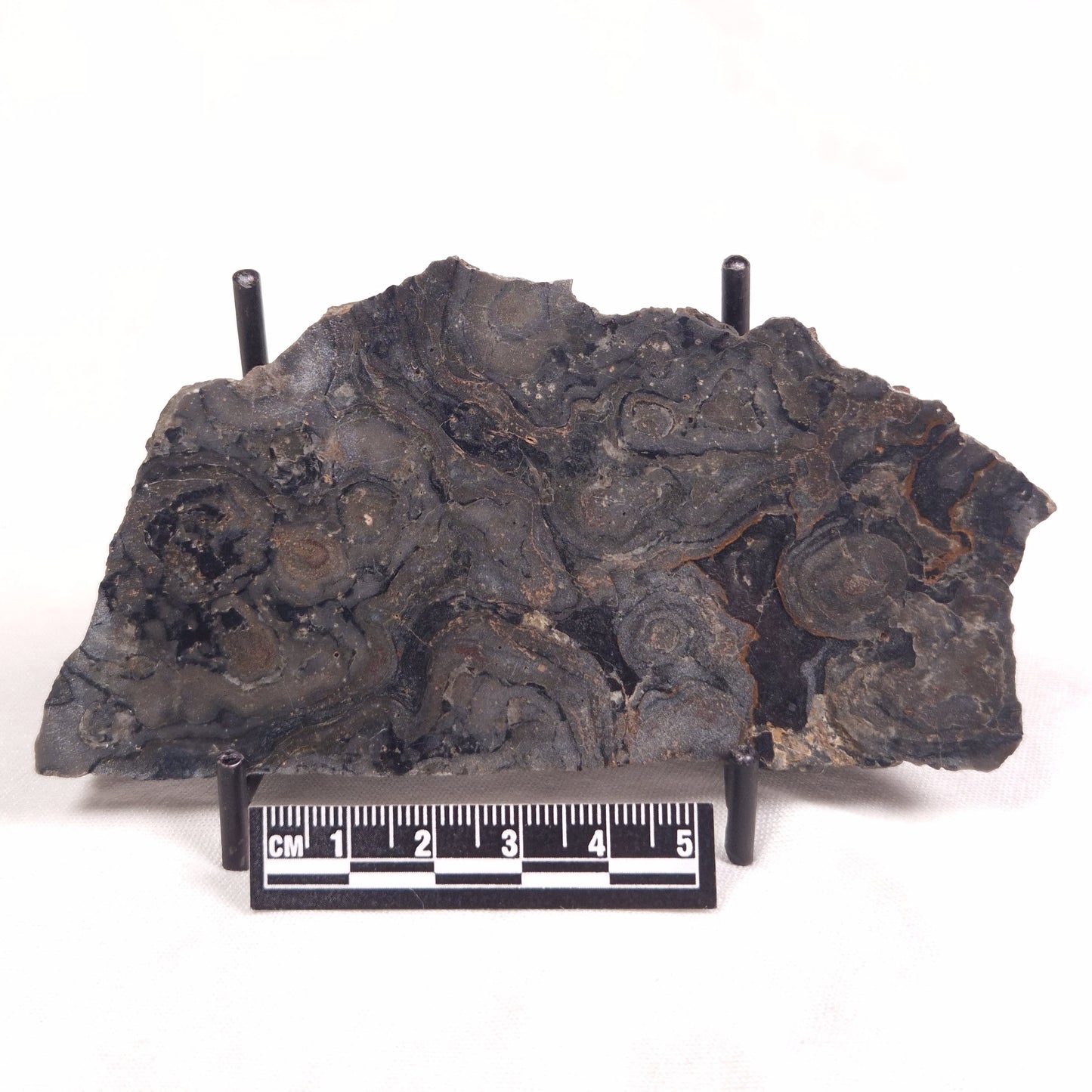 ALCHERINGA NARRINA STROMATOLITE, Late Archean, Australia ZAN019