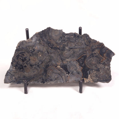 ALCHERINGA NARRINA STROMATOLITE, Late Archean, Australia ZAN019