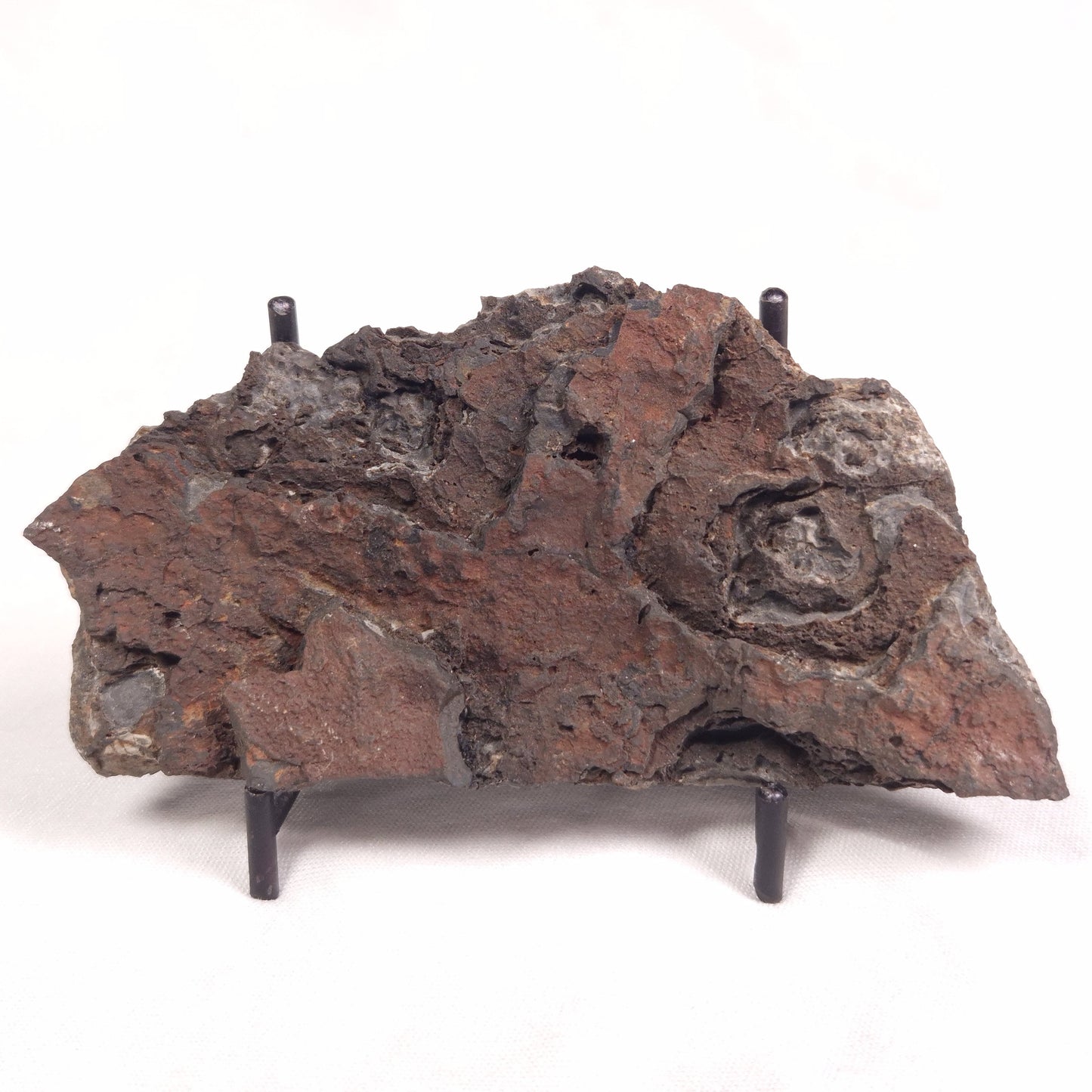 ALCHERINGA NARRINA STROMATOLITE, Late Archean, Australia ZAN019