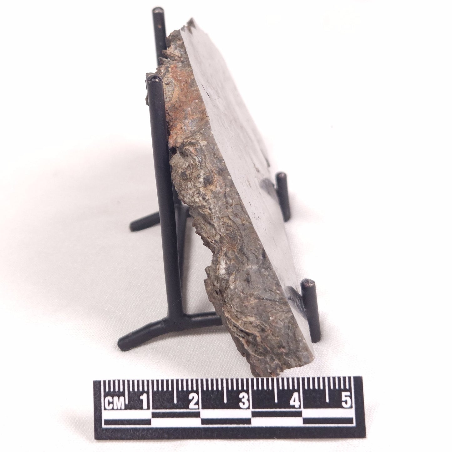 ALCHERINGA NARRINA STROMATOLITE, Late Archean, Australia ZAN019