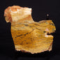 STROMATOLITE MICROBIAL MAT, Strelley Pool Formation, Archean, Australia ZSP023