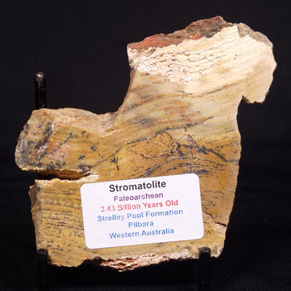 STROMATOLITE MICROBIAL MAT, Strelley Pool Formation, Archean, Australia ZSP023