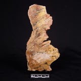 STROMATOLITE MICROBIAL MAT, Strelley Pool Formation, Archean, Australia ZSP024
