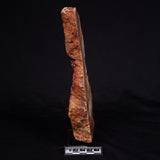 STROMATOLITE MICROBIAL MAT, Strelley Pool Formation, Archean, Australia ZSP024