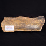 STROMATOLITE MICROBIAL MAT, Strelley Pool Formation, Archean, Australia ZSP025