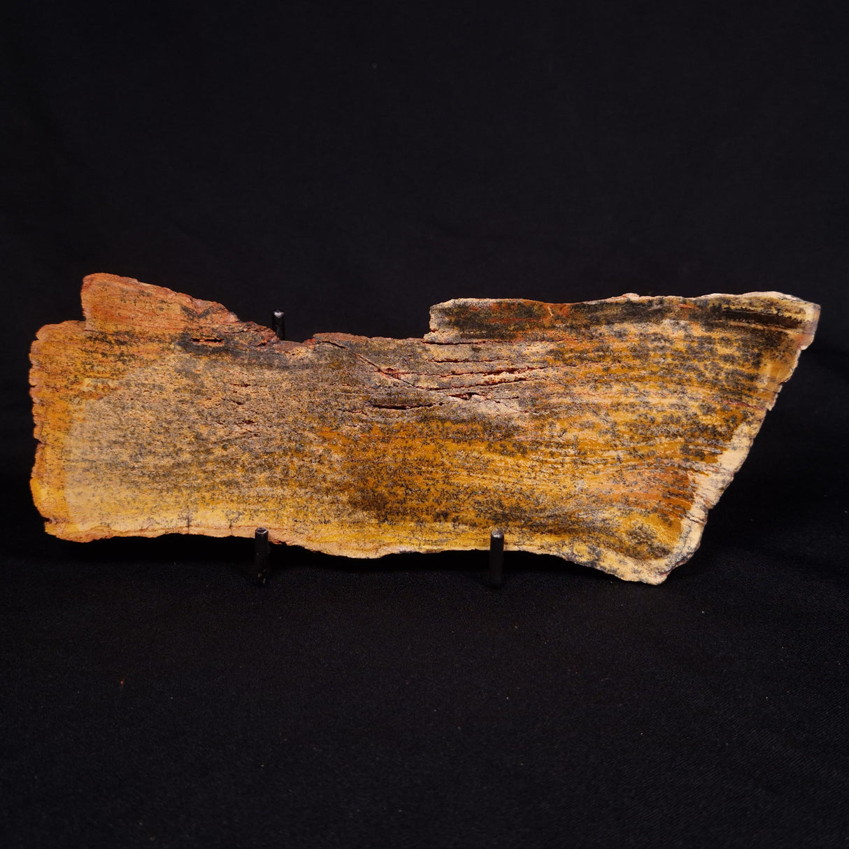 STROMATOLITE MICROBIAL MAT, Strelley Pool Formation, Archean, Australia ZSP027
